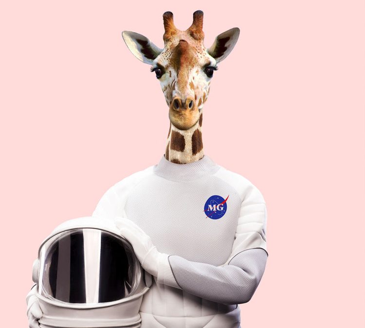 More Giraffes | It Was a Joke